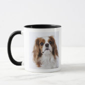 Unbekümmerter Königcharles Spaniel, der im Studio Tasse (Links)