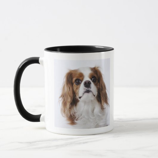 Unbekümmerter Königcharles Spaniel, der im Studio Tasse (Links)