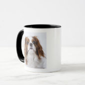 Unbekümmerter Königcharles Spaniel, der im Studio Tasse (Vorderseite Links)