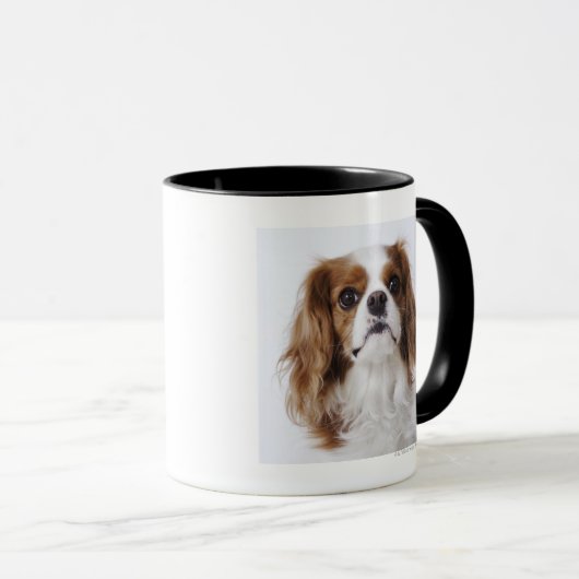 Unbekümmerter Königcharles Spaniel, der im Studio Tasse (VorderseiteRechts)