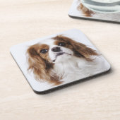 Unbekümmerter Königcharles Spaniel, der im Studio Untersetzer (Linke Seite)