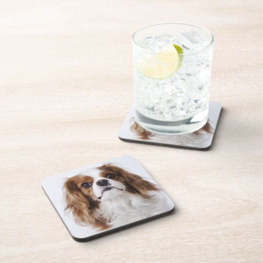 Unbekümmerter Königcharles Spaniel, der im Studio Untersetzer (Rechte Seite)