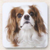 Unbekümmerter Königcharles Spaniel, der im Studio Untersetzer (Vorderseite)