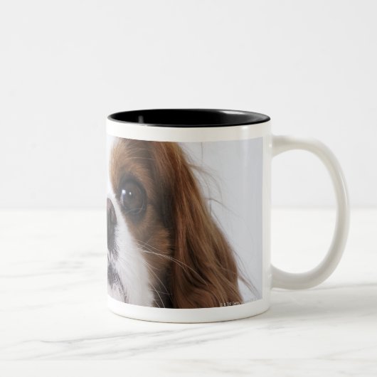 Unbekümmerter Königcharles Spaniel, der im Studio Zweifarbige Tasse (Rechts)