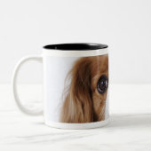 Unbekümmerter Königcharles Spaniel, der im Studio Zweifarbige Tasse (Links)