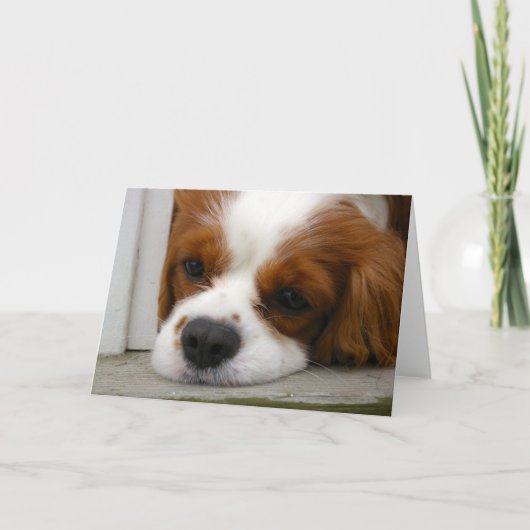 Unbekümmerter Königcharles Spaniel Karte (Vorderseite)