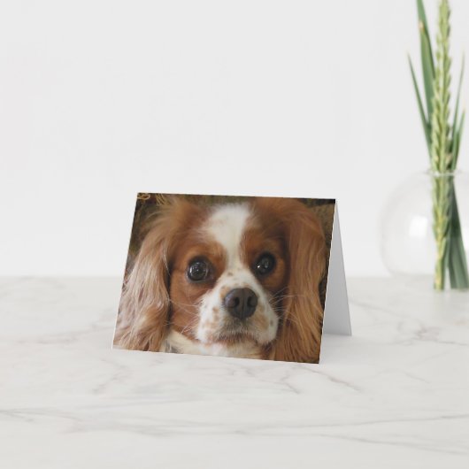 Unbekümmerter Königcharles Spaniel Karte (Vorderseite)