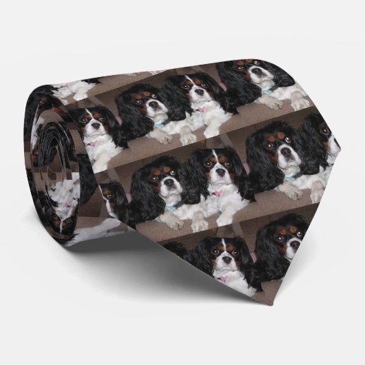 Unbekümmerter Königcharles Spaniel Krawatte (Gerollt)