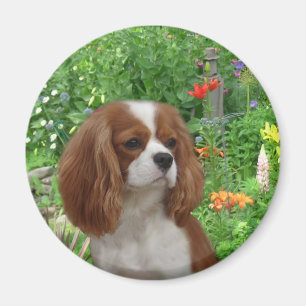 Unbekümmerter Königcharles Spaniel-Magnet Magnet