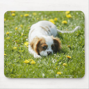 Unbekümmerter Königcharles Spaniel Mousepad