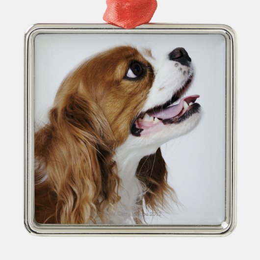 Unbekümmerter Königcharles Spaniel Ornament Aus Metall (Vorne)