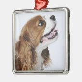Unbekümmerter Königcharles Spaniel Ornament Aus Metall (Links)