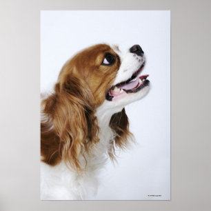 Unbekümmerter Königcharles Spaniel Poster