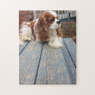 Unbekümmerter Königcharles Spaniel Puzzle