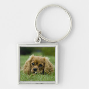Unbekümmerter Königcharles Spaniel-Rubin Schlüsselanhänger