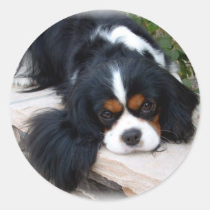 Unbekümmerter Königcharles Spaniel Runder Aufkleber