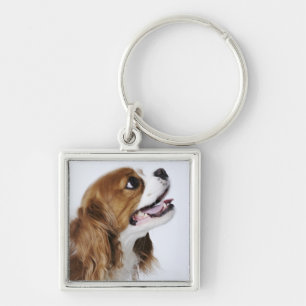 Unbekümmerter Königcharles Spaniel Schlüsselanhänger
