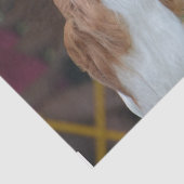 Unbekümmerter Königcharles Spaniel Seidenpapier (Ausschnitt)
