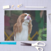 Unbekümmerter Königcharles Spaniel Seidenpapier (Handwerk)