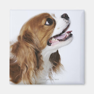 Unbekümmerter Königcharles Spaniel, Seitenansich Magnet