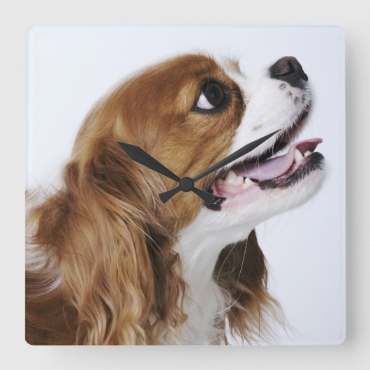 Unbekümmerter Königcharles Spaniel, Seitenansicht Quadratische Wanduhr (Vorderseite)