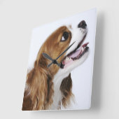 Unbekümmerter Königcharles Spaniel, Seitenansicht Quadratische Wanduhr (Winkel)