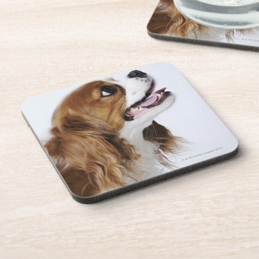 Unbekümmerter Königcharles Spaniel, Seitenansicht Untersetzer (Linke Seite)