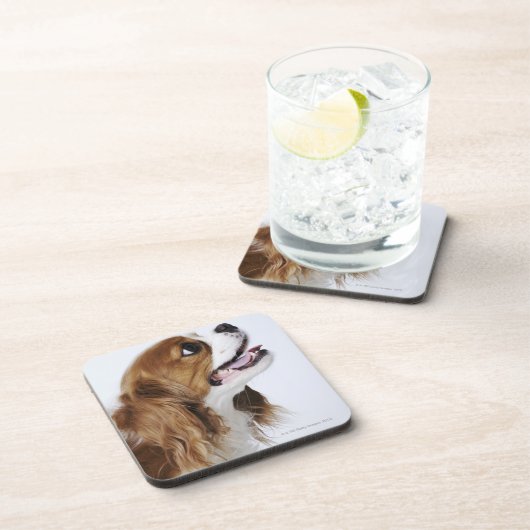 Unbekümmerter Königcharles Spaniel, Seitenansicht Untersetzer (Rechte Seite)