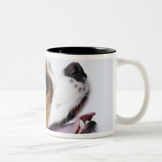 Unbekümmerter Königcharles Spaniel, Seitenansicht Zweifarbige Tasse (Rechts)