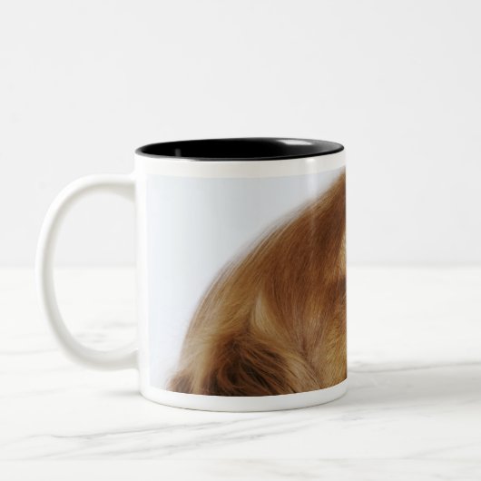 Unbekümmerter Königcharles Spaniel, Seitenansicht Zweifarbige Tasse (Links)
