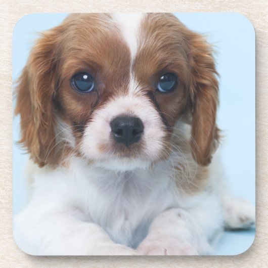 Unbekümmerter Königcharles Spaniel-Welpe Getränkeuntersetzer (Vorderseite)