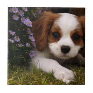 Unbekümmerter Königcharles Spaniel-Welpe hinter Fliese