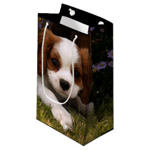 Unbekümmerter Königcharles Spaniel-Welpe hinter Kleine Geschenktüte