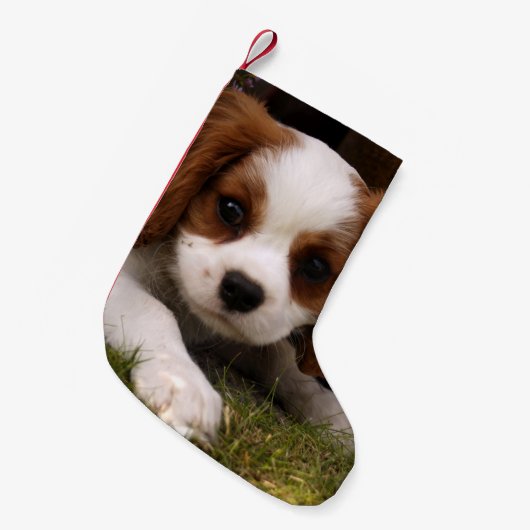 Unbekümmerter Königcharles Spaniel-Welpe hinter Kleiner Weihnachtsstrumpf (Vorderansicht (hängend))