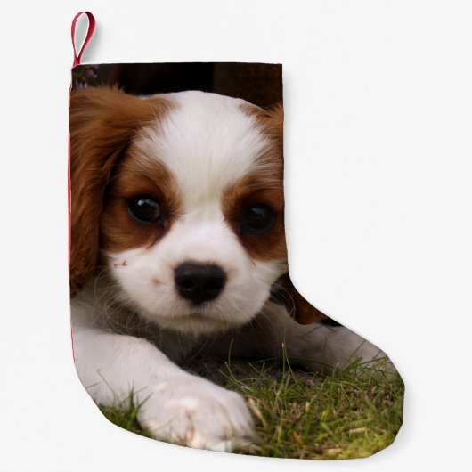 Unbekümmerter Königcharles Spaniel-Welpe hinter Kleiner Weihnachtsstrumpf (Vorderseite)
