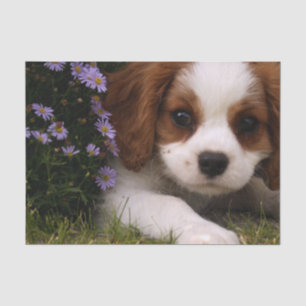Unbekümmerter Königcharles Spaniel-Welpe hinter Seidenpapier