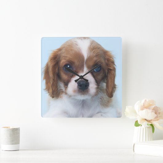 Unbekümmerter Königcharles Spaniel-Welpe Quadratische Wanduhr (Zuhause)