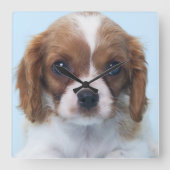 Unbekümmerter Königcharles Spaniel-Welpe Quadratische Wanduhr (Vorderseite)
