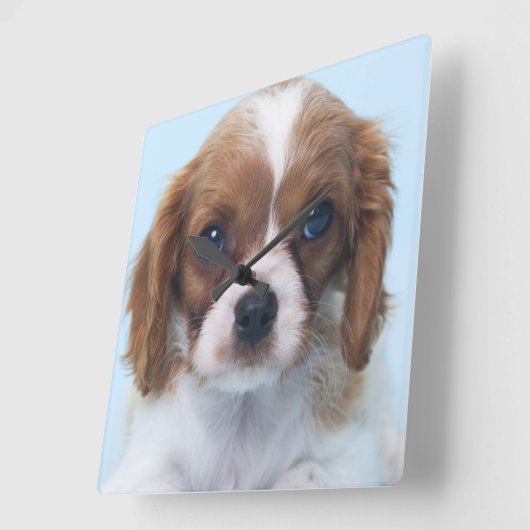 Unbekümmerter Königcharles Spaniel-Welpe Quadratische Wanduhr (Winkel)