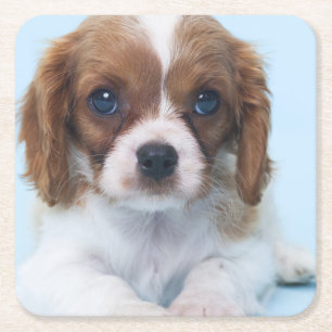 Unbekümmerter Königcharles Spaniel-Welpe Rechteckiger Pappuntersetzer