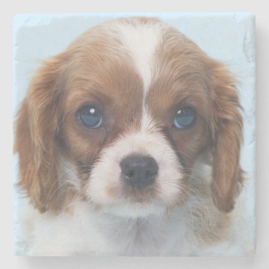 Unbekümmerter Königcharles Spaniel-Welpe Steinuntersetzer (Vorderseite)