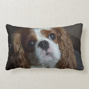 Unbekümmertes Königcharles Spaniel-Kissenkissen Lendenkissen