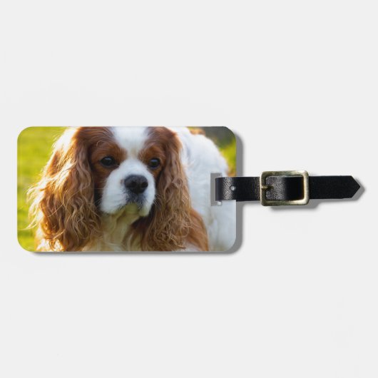 Unbekümmertes Königcharles Spaniel-Porträt Gepäckanhänger (Vorderseite horizontal)