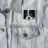 Unbekümmertes Königcharles Spaniel-Tri Button (Beispiel)