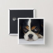 Unbekümmertes Königcharles Spaniel-Tri Button (Vorne & Hinten)