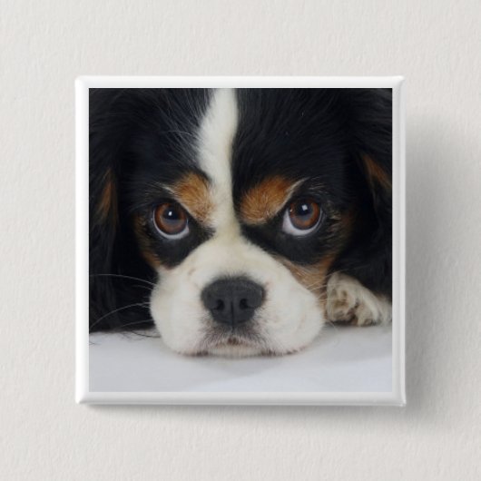 Unbekümmertes Königcharles Spaniel-Tri Button (Vorderseite)