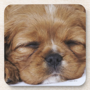 Unbekümmertes Königcharles Spaniel-Welpenschlafe Getränkeuntersetzer