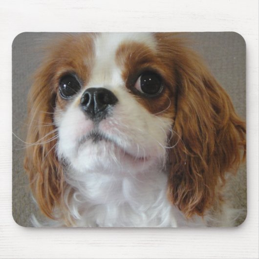 Unbekümmertes Welpenhundmousepad Königs Charles Mousepad (Vorne)
