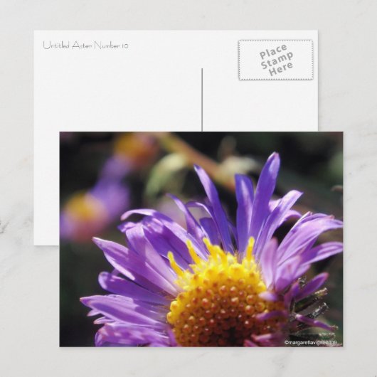 Unbenannt Aster Nummer 10 Postkarte (Vorne/Hinten)