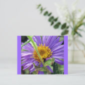 Unbenannt Aster Nummer 1 Postkarte (Stehend Vorderseite)